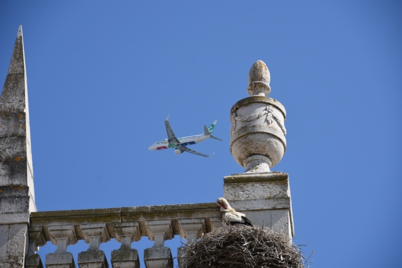 コウノトリと飛行機 in Portugal Faro