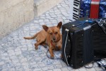 アコーディオンと犬　in portugal