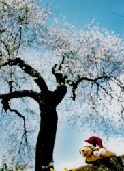 お花見とポー君