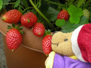 イチゴとポー君