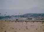 白砂の海岸